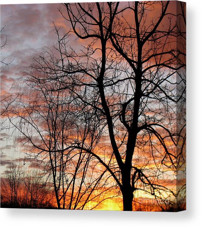 Sunrise Canvas Print featuring the photograph Catalpa by Fred Sheridan