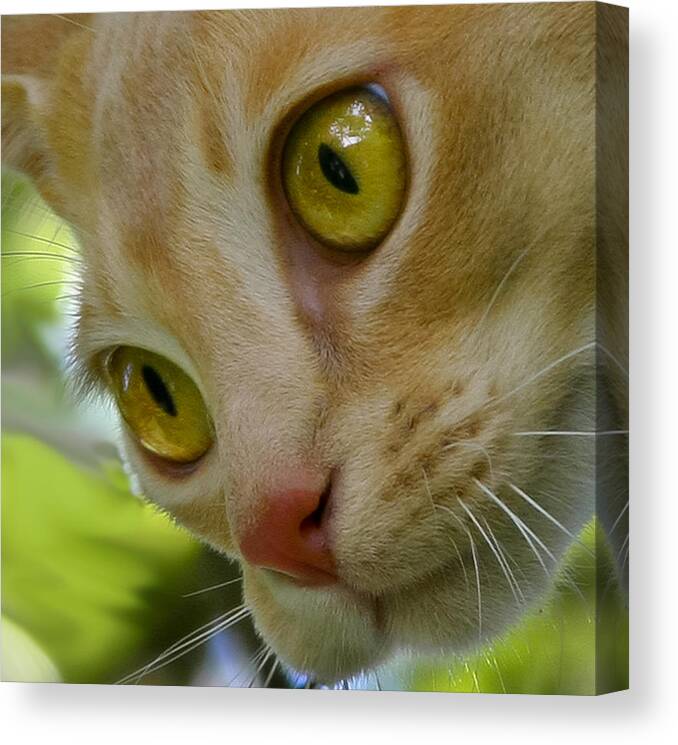 Cat Canvas Print featuring the photograph Cats eyes by Jenny Setchell