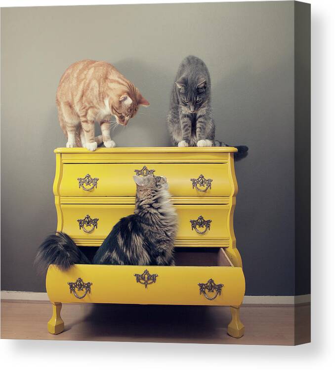 Pets Canvas Print featuring the photograph Cats Sitting On Cabinet by Paula Daniëlse