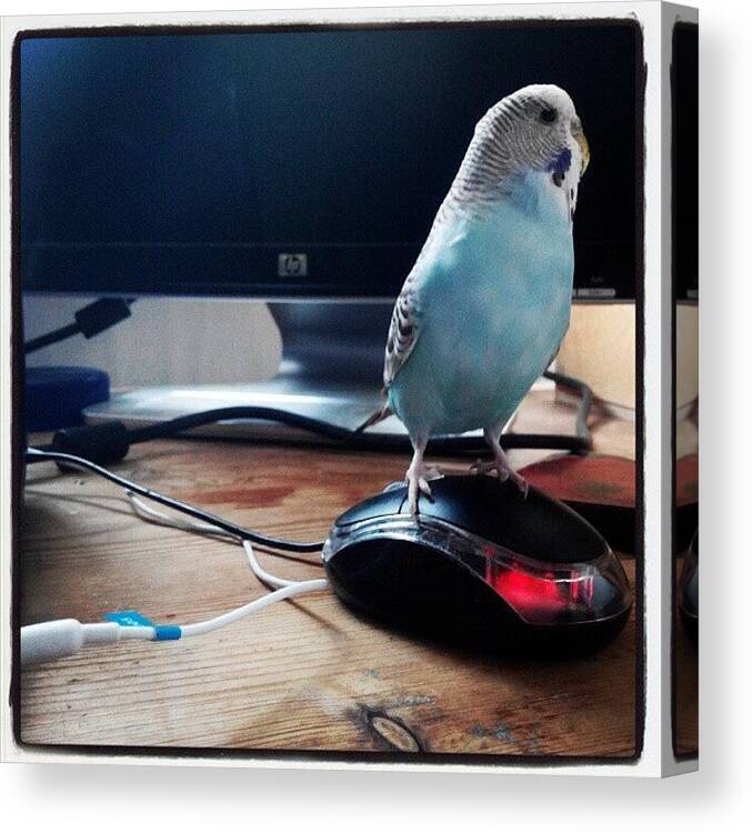 Budgie Canvas Print featuring the photograph Caught The Mouse...earned Her Owl by Abbie Shores