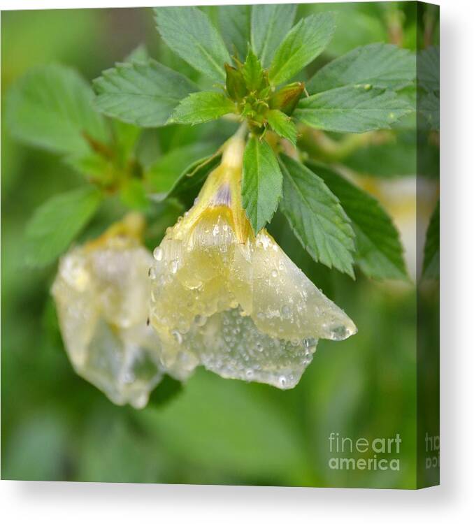 Flower Canvas Print featuring the photograph Cellophane Flower- Drenched by Darla Wood