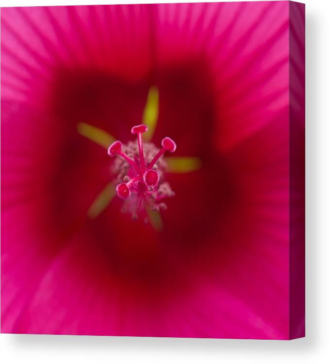 Red Canvas Print featuring the photograph Center of a Hibiscus by Jean-Pierre Ducondi