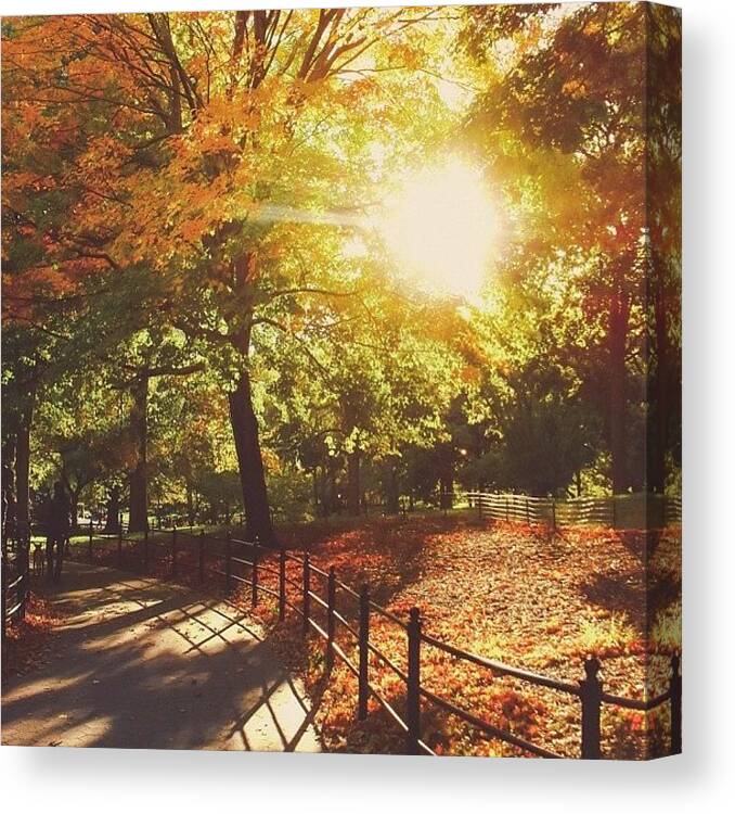  Canvas Print featuring the photograph Central Park Autumn Sunset. -- I Just by Vivienne Gucwa