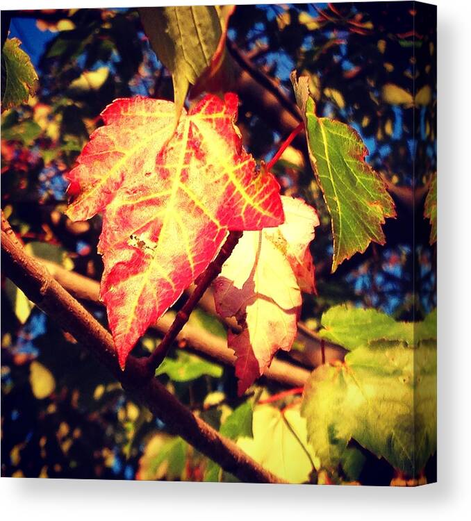 Changing Canvas Print featuring the photograph Changing Season by Candice Trimble