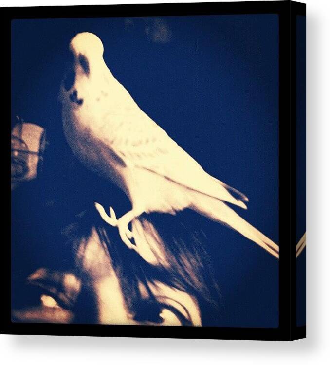 Budgie Canvas Print featuring the photograph Charlie Gets A Better View From My Head by Abbie Shores