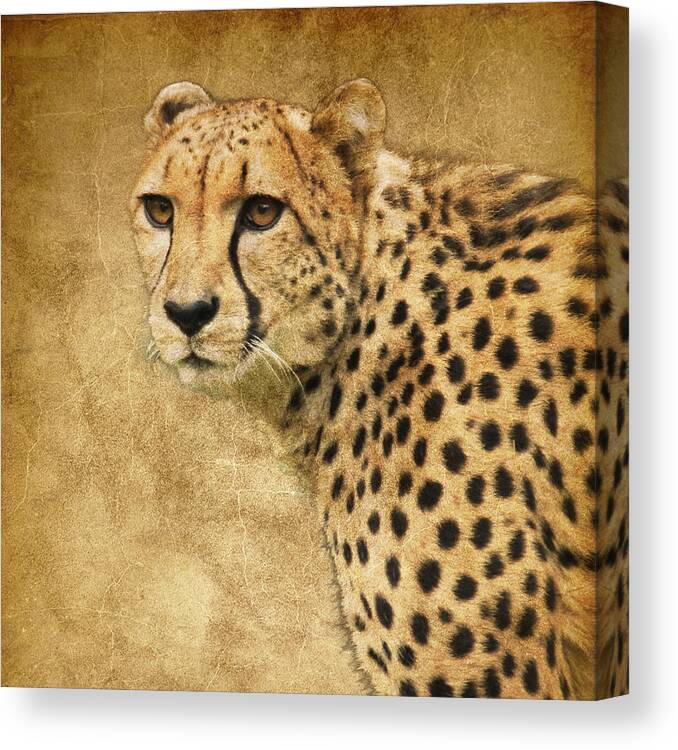 Cheetah Canvas Print featuring the photograph Cheetah by Steve McKinzie