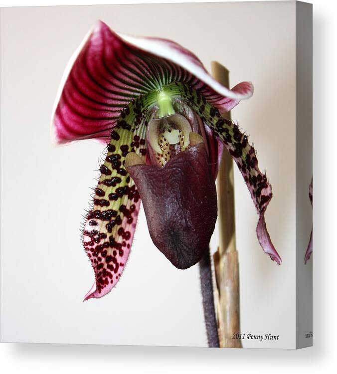 Orchid Canvas Print featuring the photograph Cherry Black Lady Slipper by Penny Hunt