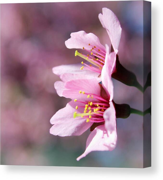 Skompski Canvas Print featuring the photograph Cherry Blossoms by Joseph Skompski