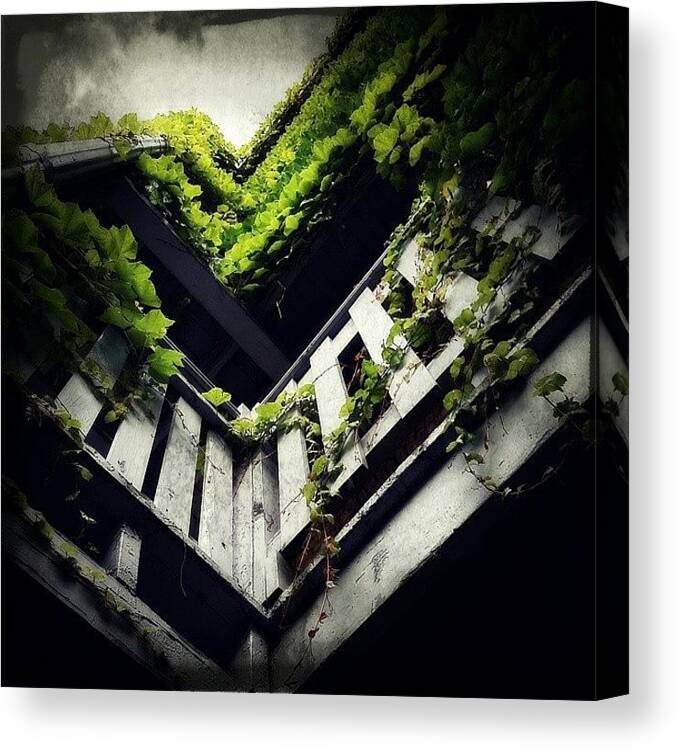 City Canvas Print featuring the photograph Chicago Ivy by Jenny Moran