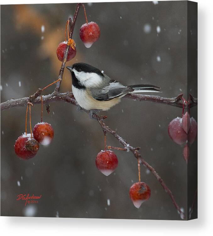 Chickadee Canvas Print featuring the photograph Chickadee in the snow by Don Anderson