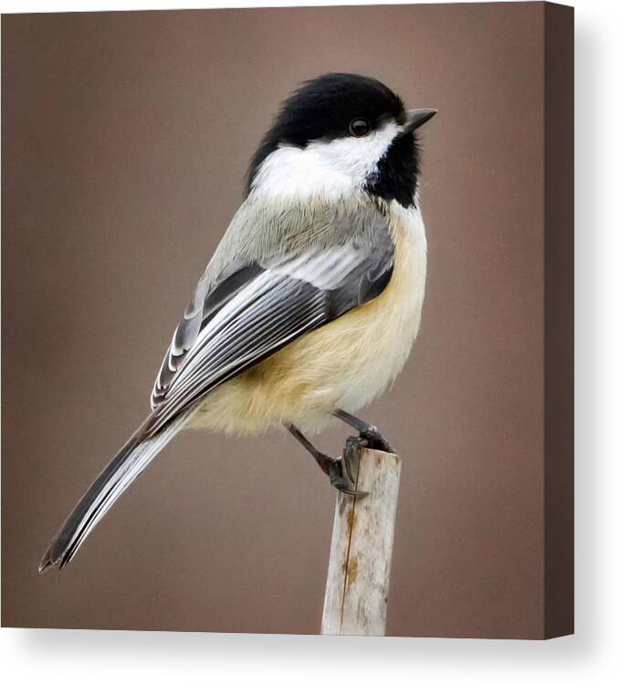 Black Capped Chickadee Canvas Print featuring the photograph Chickadee Square by Bill Wakeley