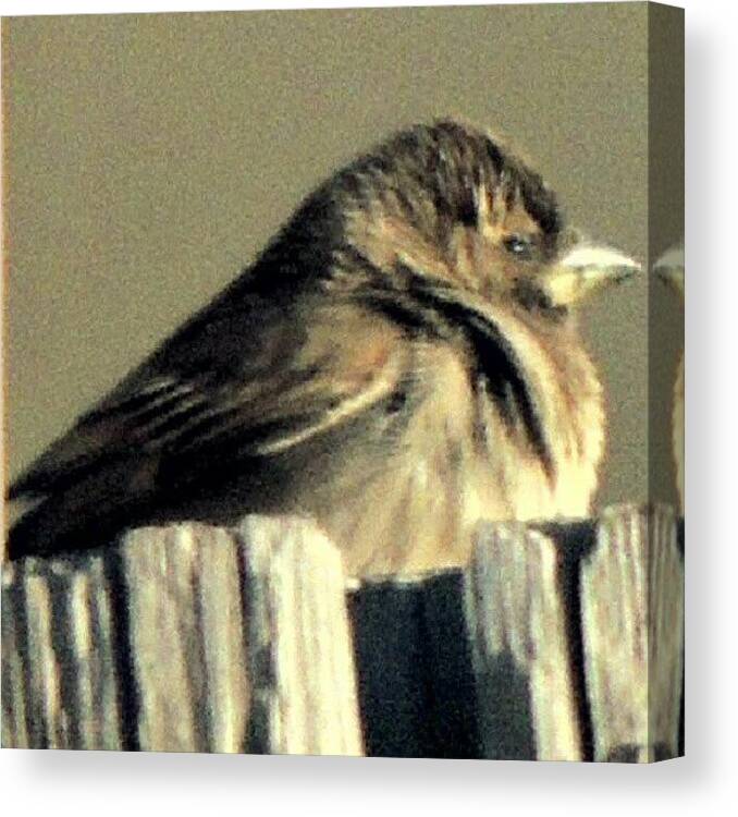 Truckstop Canvas Print featuring the photograph Chili Sparrow by Kelli Stowe