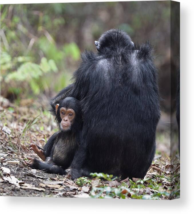 Feb0514 Canvas Print featuring the photograph Chimpanzee Female With Baby Tanzania by Konrad Wothe