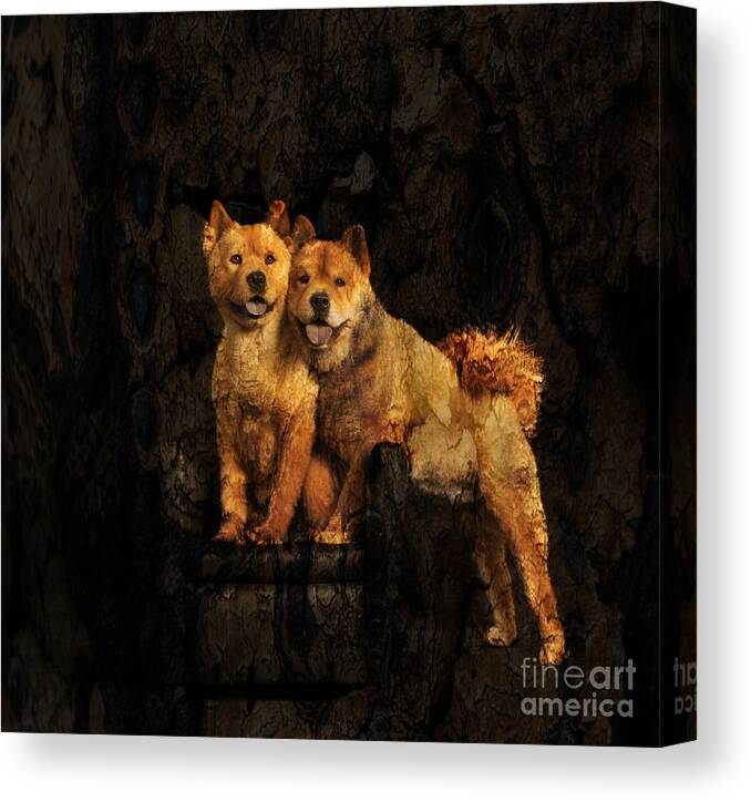Chow Chow Canvas Print featuring the photograph Chow Chow by Richard Mason