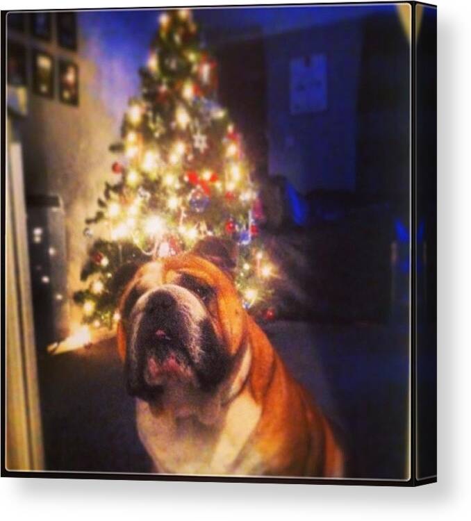 Petstagram Canvas Print featuring the photograph Christmas Is by Geoffrey Bulldog