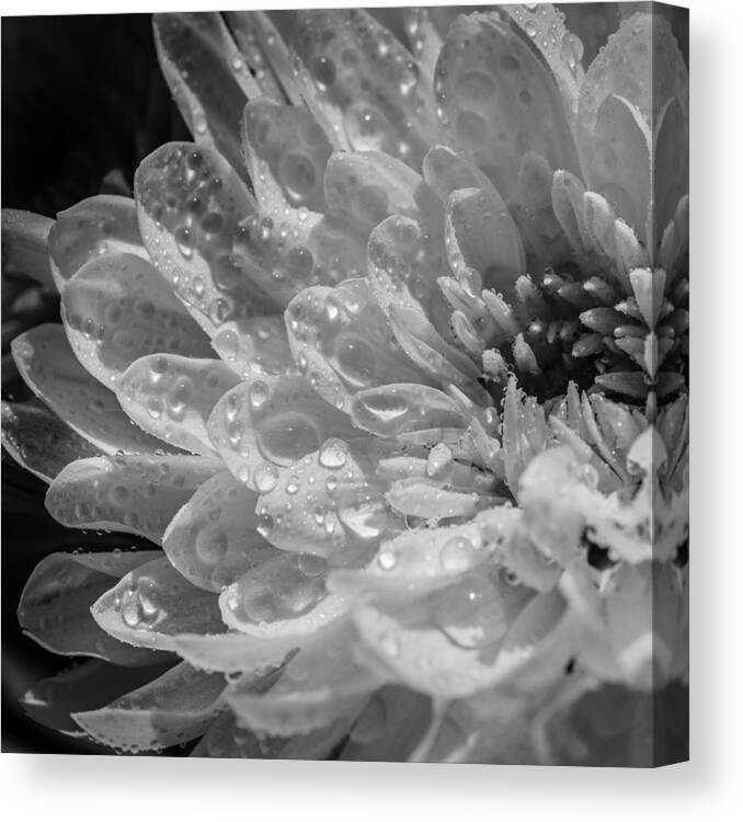 Chrysanthemum Canvas Print featuring the photograph Chrysanthemum Squared by Maria Robinson
