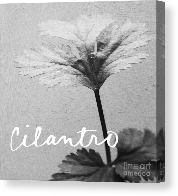 Cilantro Canvas Print featuring the mixed media Cilantro by Linda Woods