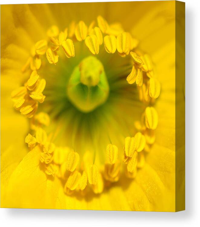 Flower Canvas Print featuring the photograph Circle Of Life by Steven Poulton