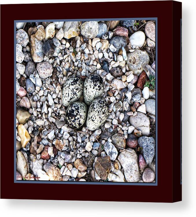 Bird Canvas Print featuring the photograph Clever Camoflauge by Lucy VanSwearingen