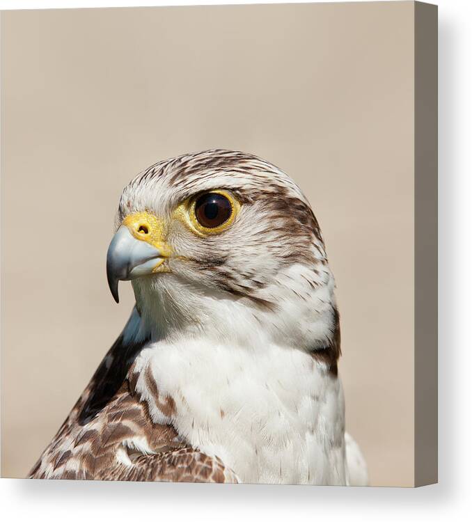 Animal Themes Canvas Print featuring the photograph Close Up Of Falcon Bird by Roc Canals Photography