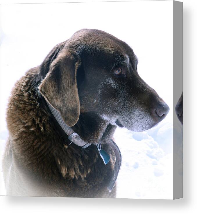 Chocolate Lab; My Dog; Labrador; Man's Best Friend; Pets Dog; Animals; Old Dog;  Canvas Print featuring the photograph Cocoa In Heaven by Betty Morgan