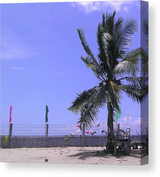 Coconut Canvas Print featuring the photograph Coconut by Zyrah Mae