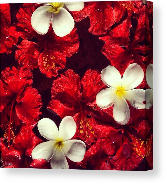 Outdoors Canvas Print featuring the photograph Collage Of Red Hibiscus And Plumeria by Sarah Mcmullan