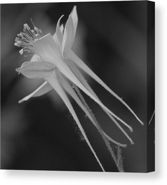 Photograph Canvas Print featuring the photograph Columbine in Black and White by Suzanne Gaff