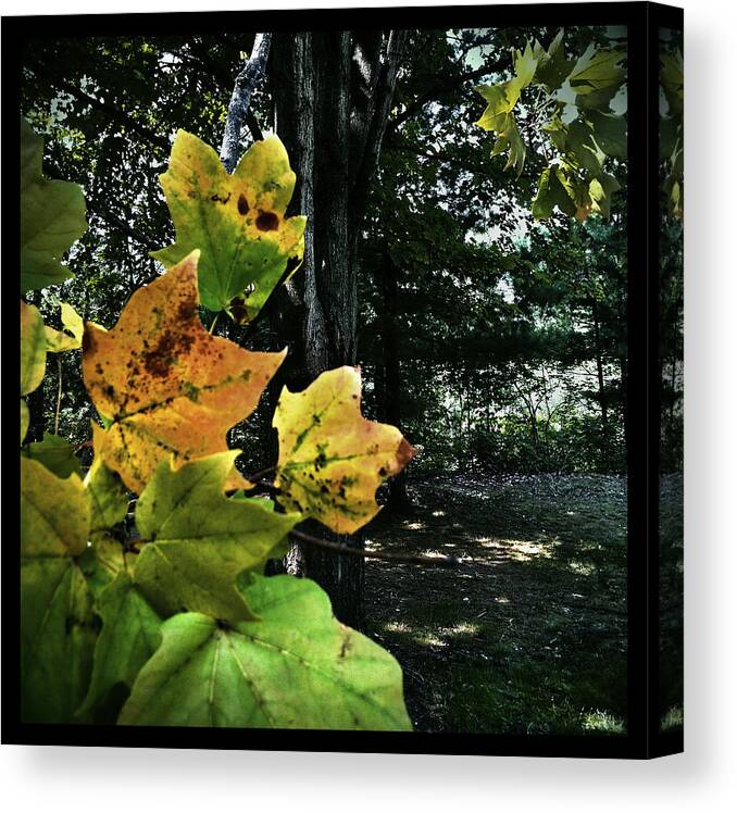 Landscape Canvas Print featuring the photograph Coming of Fall by Al Harden
