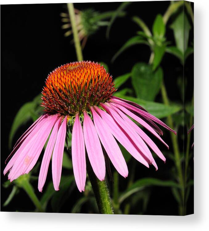 Cone Flower Canvas Print featuring the photograph Cone Flower by David Armstrong