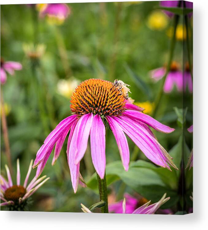 Cone Flower Canvas Print featuring the photograph Coneflower by Mary Underwood