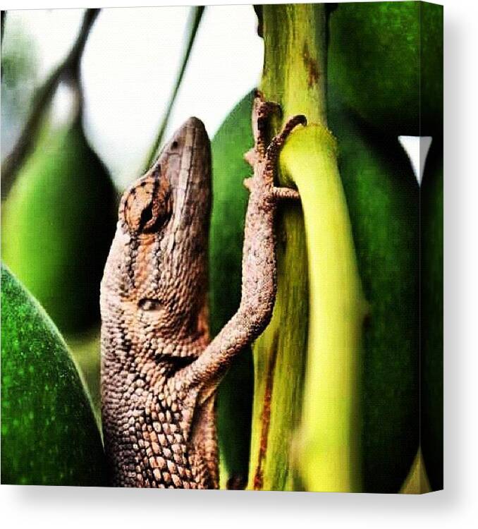 Brazil Canvas Print featuring the photograph Cool Chameleon In Mango Tree In Lem by David John Weihs