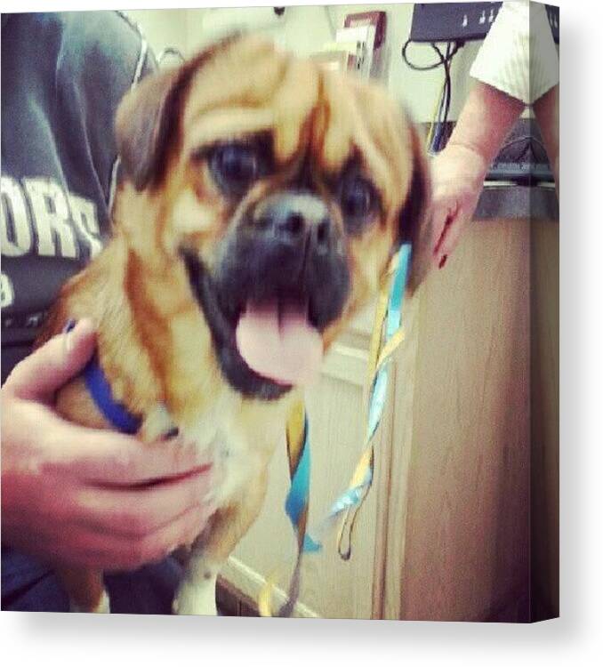 Rescue Canvas Print featuring the photograph #cooperthedog #puggle #dog #shelter by Dustin Klinedinst