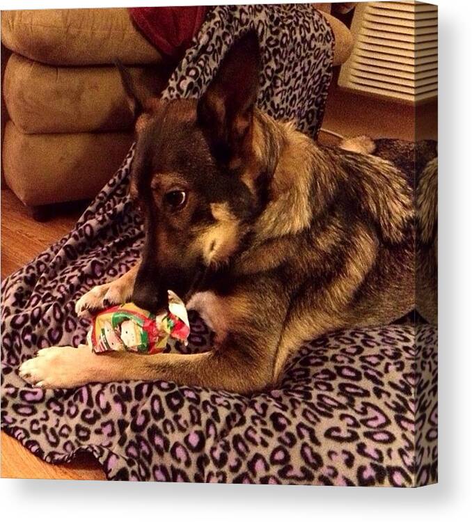 Germanshepherd Canvas Print featuring the photograph Cortana Opening Her Christmas Present by Chris Cifonie