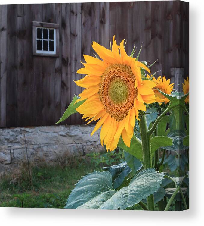 Square Canvas Print featuring the photograph Country Flower Square by Bill Wakeley