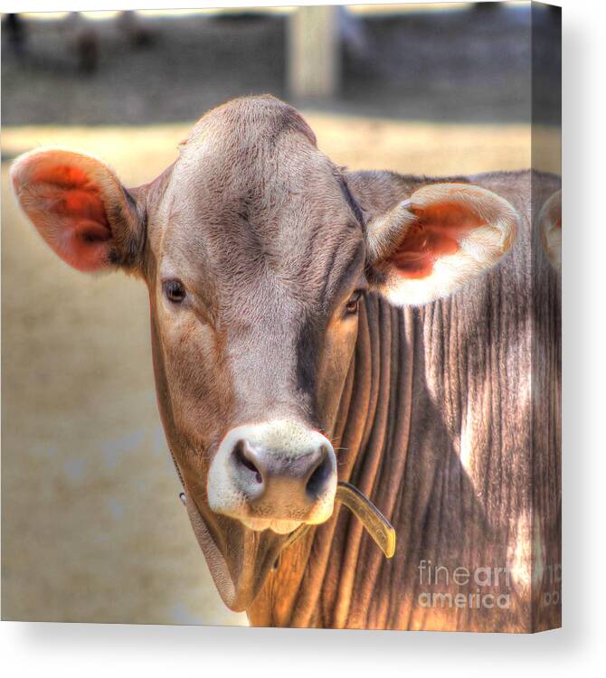 Cow Canvas Print featuring the photograph Cow 1 by Jimmy Ostgard