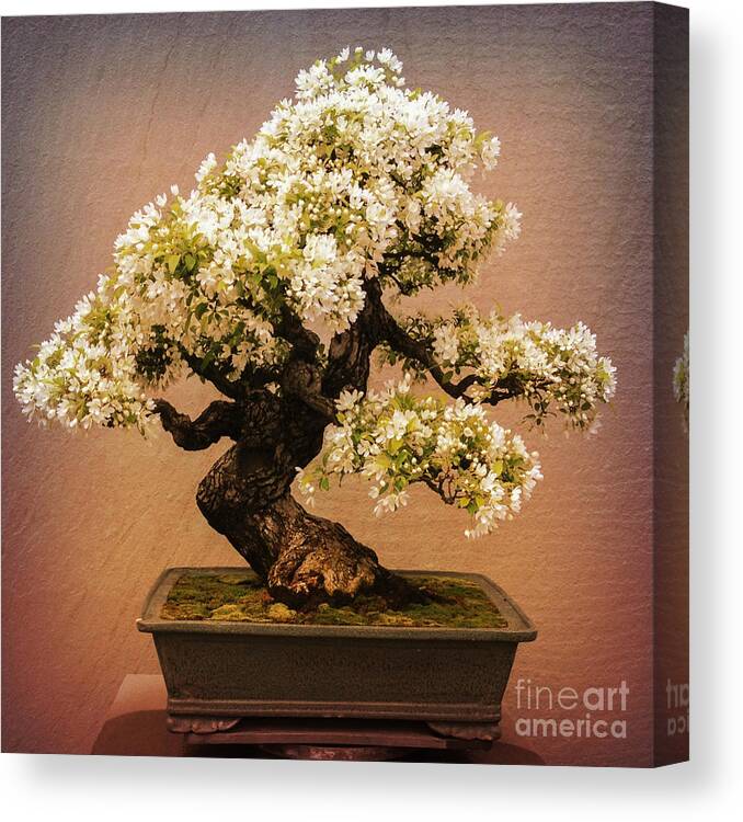 Blooms Canvas Print featuring the photograph Crabapple Bonsai by Chris Scroggins