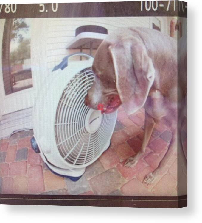 Funny Canvas Print featuring the photograph Crazy Dog. Hanging Out By The Fan by Toni Hamel