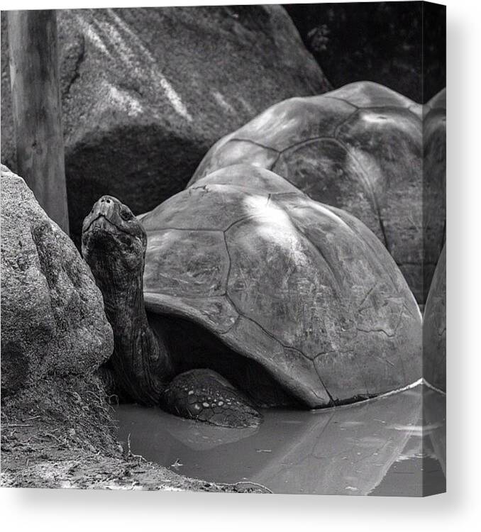 Beautiful Canvas Print featuring the photograph Crazy-old #turtles At The #columbiazoo by Jesse Vargas