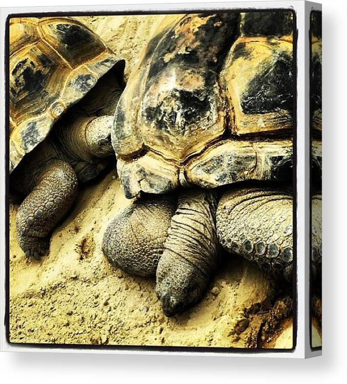 Turtle Canvas Print featuring the photograph #creature #nature #animal #outdoors by Nicola Young