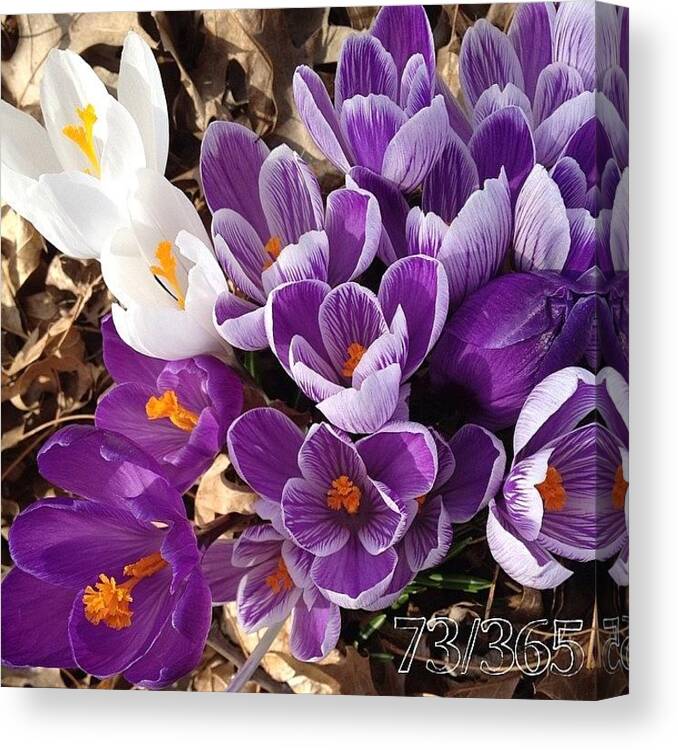 Flower Canvas Print featuring the photograph Crocus Explosion! #nofilter #phonto by Teresa Mucha