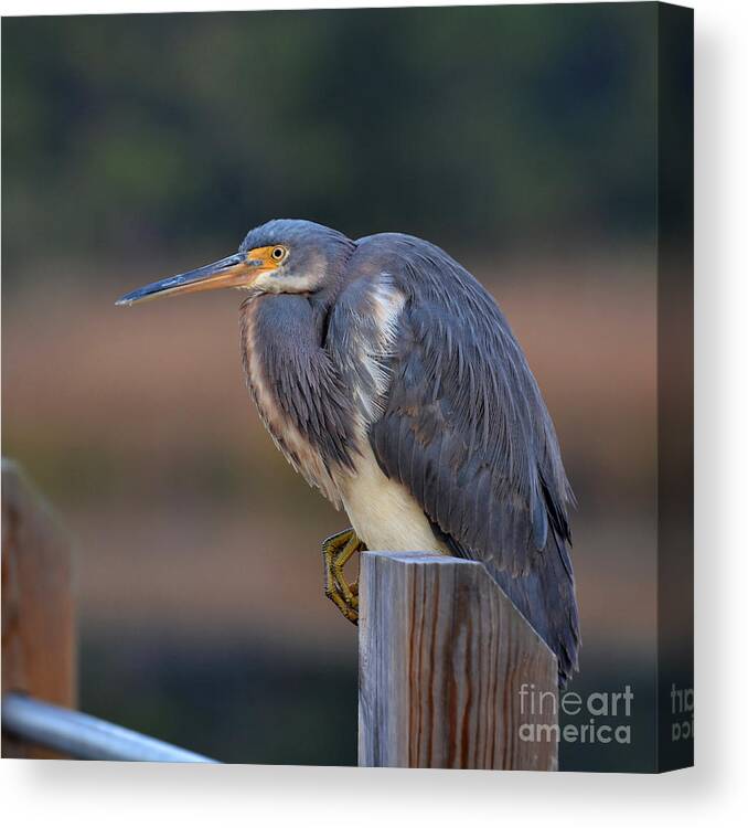Birds Canvas Print featuring the photograph Crouching Heron by Kathy Baccari