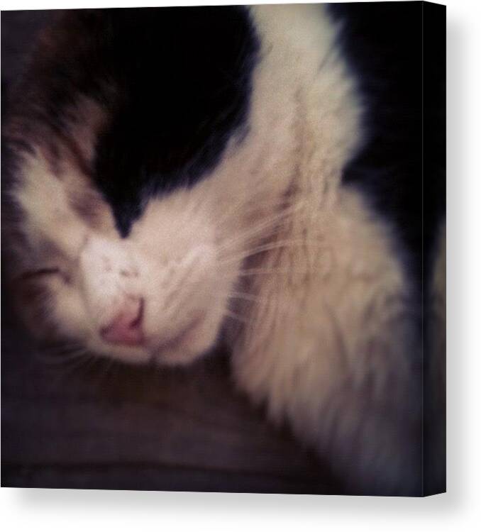 Canada Canvas Print featuring the photograph Cute! 😊 #cat #outside #bored #nap by Breanna W