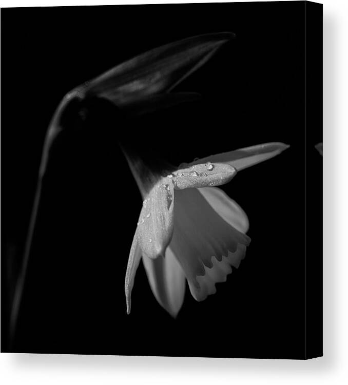 Daffodil Canvas Print featuring the photograph Daffodil by Nigel R Bell