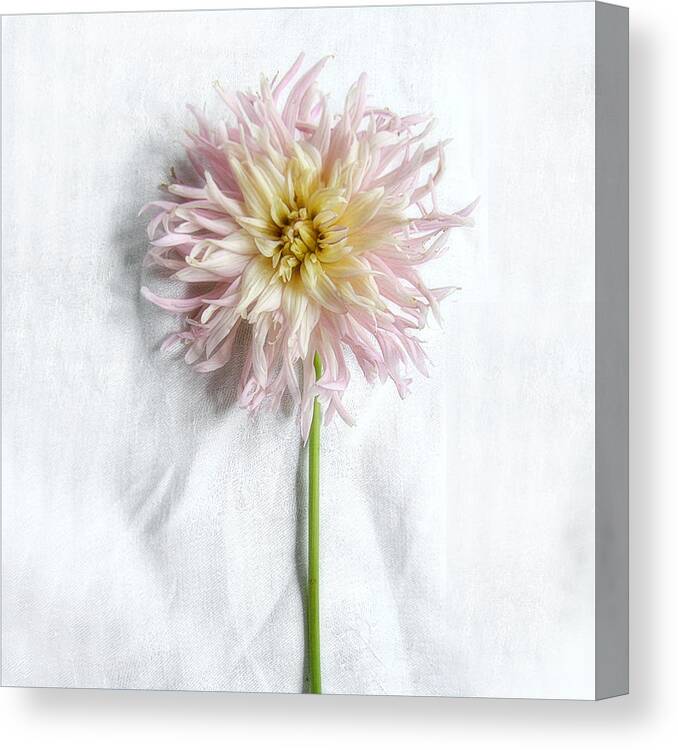  Canvas Print featuring the photograph Dahlia #2 by Louise Kumpf