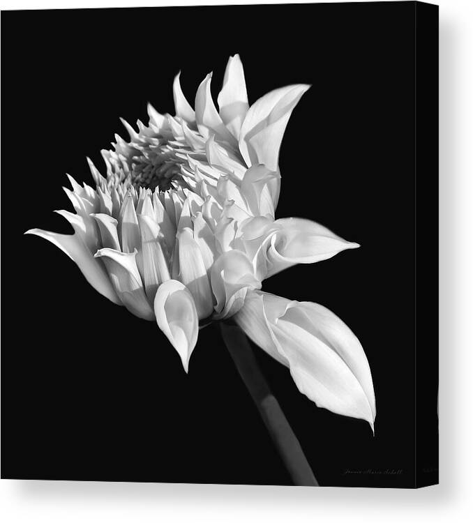 Dahlia Canvas Print featuring the photograph Dahlia Flower Blooming Black and White by Jennie Marie Schell