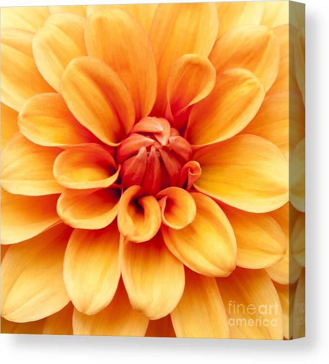 Dahlia Squared Canvas Print featuring the photograph Dahlia Squared by Anne Gilbert