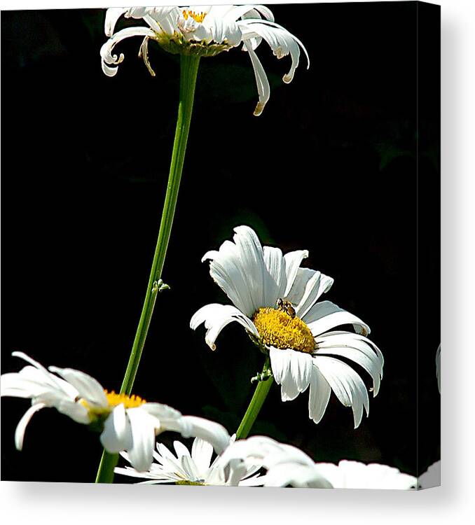 Daisy Canvas Print featuring the photograph Daisies by Tanya Hamell