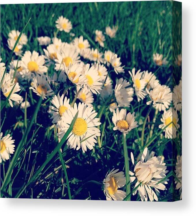 Plant Canvas Print featuring the photograph #daisy #flower #spring #daisies #garden by Joanna Hayes