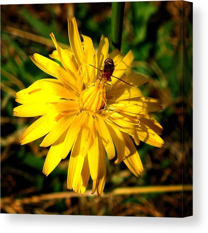 Macro Canvas Print featuring the photograph Dandelion and Bug by Pete Trenholm